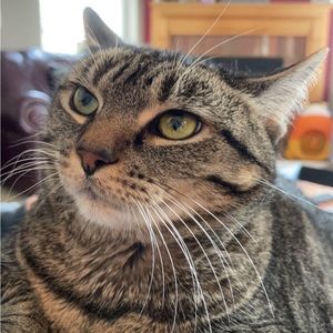 Meet your Posher, Mango